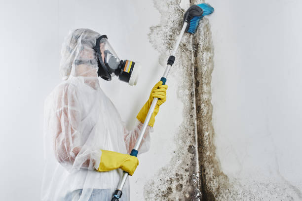 Best Mold Testing and Inspection Services in St George, SC