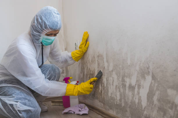 Best Insurance-Related Mold Remediation in St George, SC