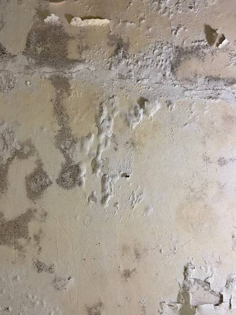 St George, SC Mold Remediation Company