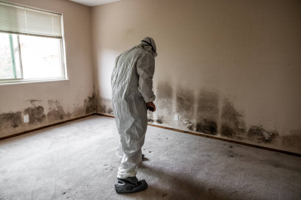 Best Bathroom Mold Remediation in St George, SC